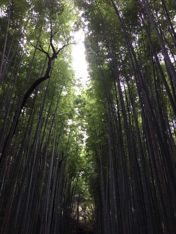 Kyoto Private Tour - Bamboo grove in Arashiyama