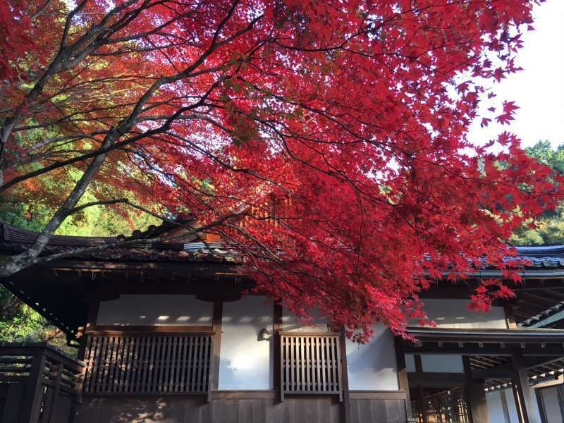 Kyoto Private Tour - Autumn leaves are gorgeous in Kyoto