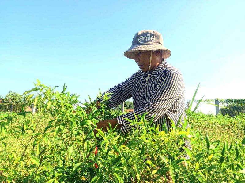 Siem Reap Private Tour - Cambodian Farmer picking chilies in a farm (​​Chreav Village)