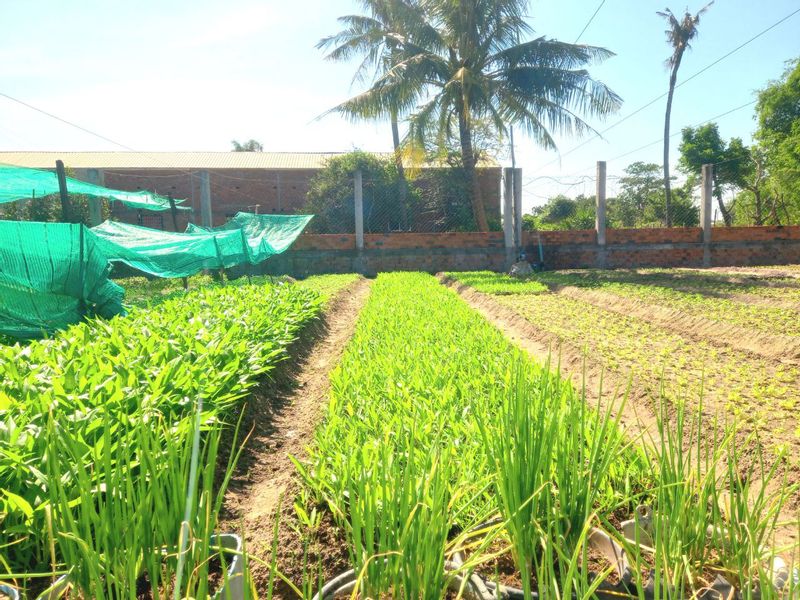 Siem Reap Private Tour - Growing Vegetable in a farm  