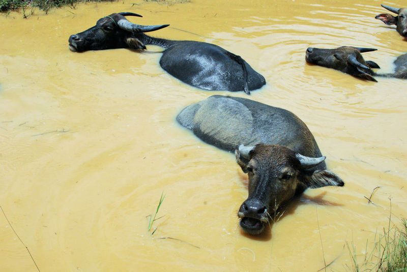 Siem Reap Private Tour - Water buffalos a long the river at Chreav Village 