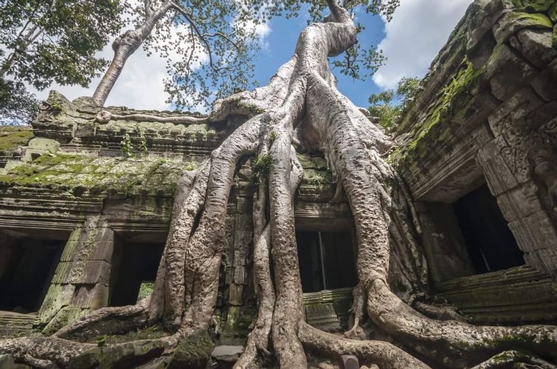 Siem Reap Private Tour - Ta Prohm temple