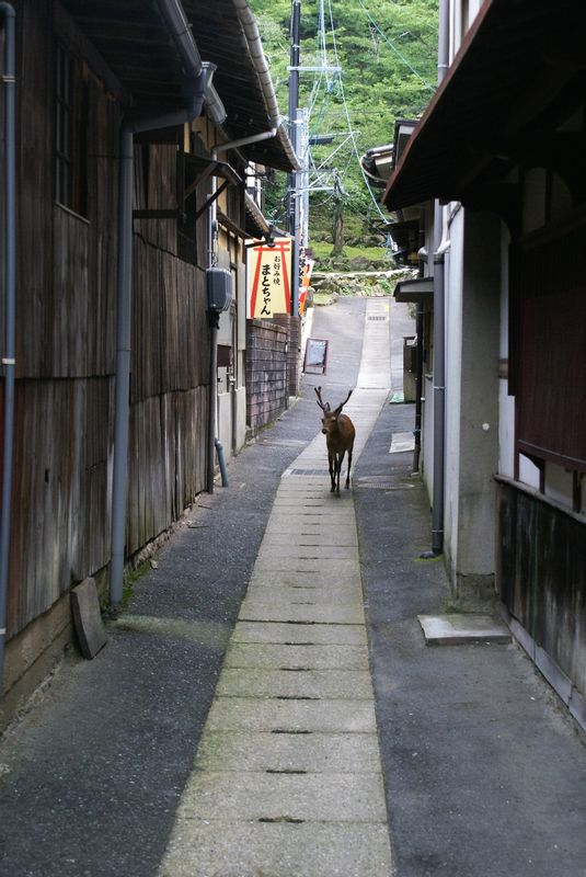 Hiroshima Private Tour - null