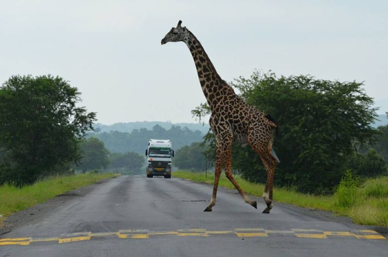 Arusha Private Tour - null