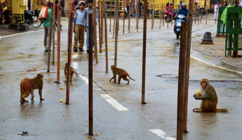 Jaipur Private Tour - we often come across such monkeys roaming around the streets 