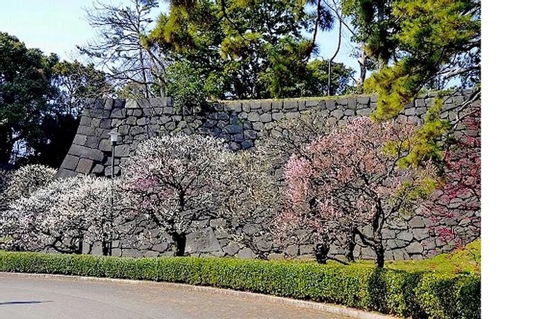 Tokyo Private Tour - Stone wall in the East Gardens of the Imperial Palace 