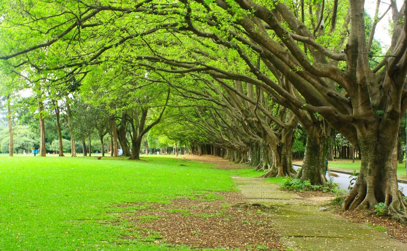 Sao Paulo Private Tour - null