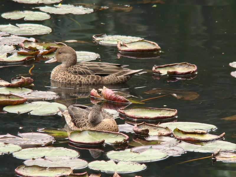 Sao Paulo Private Tour - Pato no Lago das Ninféias