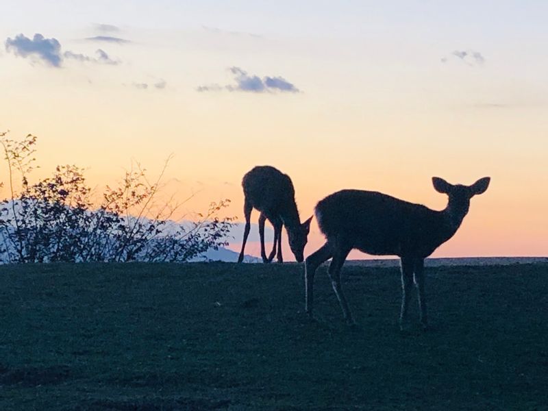 Nara Private Tour - Dears in Nara park