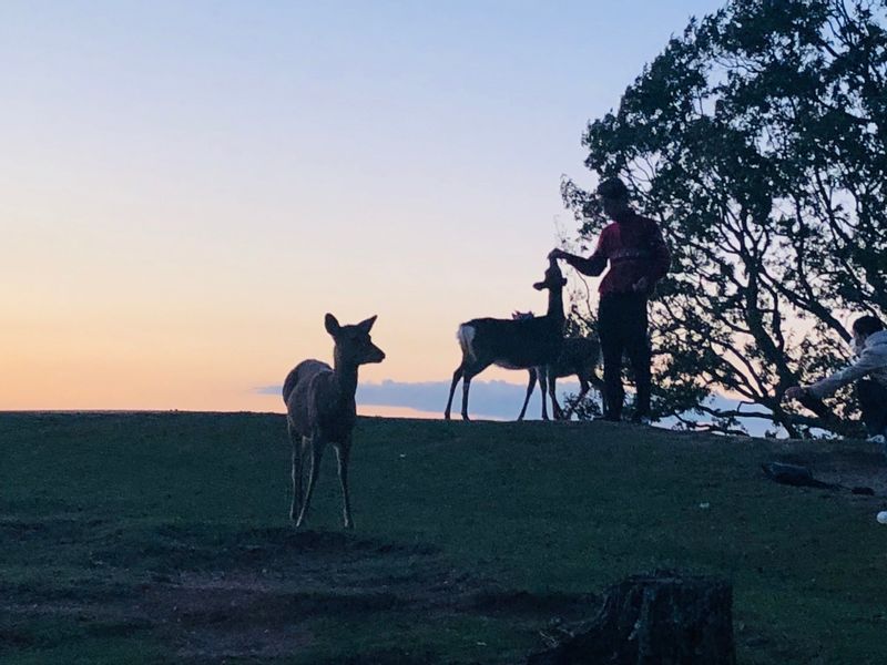 Nara Private Tour - Dears in Nara park 