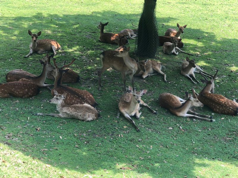 Nara Private Tour - Dears in Nara park