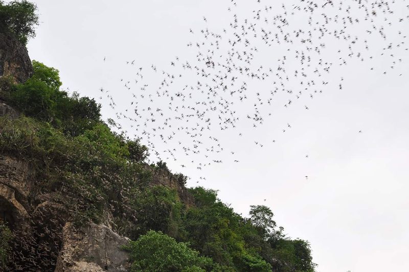 Siem Reap Private Tour - Bats flying out from the cave