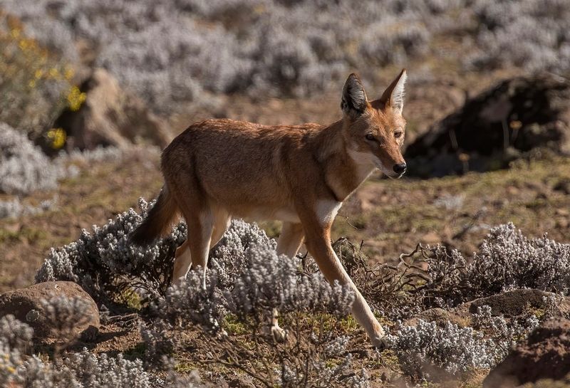 Addis Ababa Private Tour - Ethiopian Wolf in the Bale mountains NP