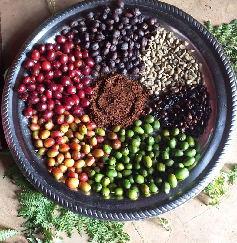 Addis Ababa Private Tour - Coffee beans in the rift valley region