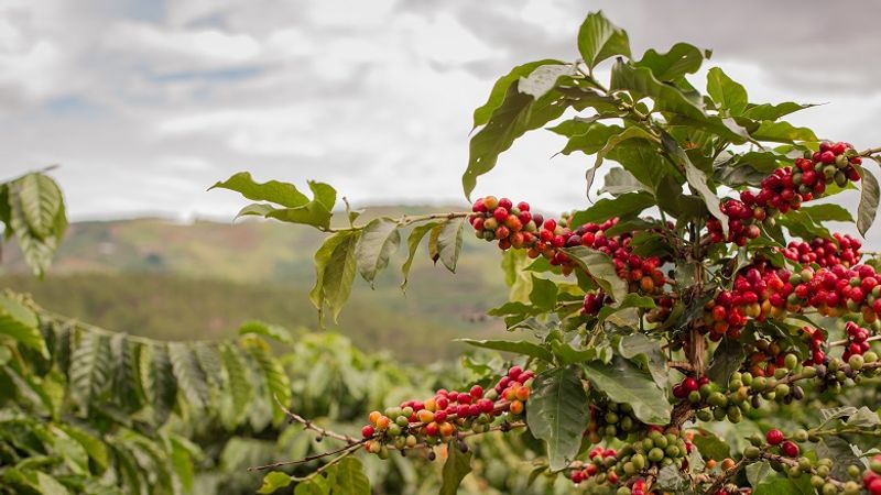 Addis Ababa Private Tour - Red coffee beans in Yirgalem area