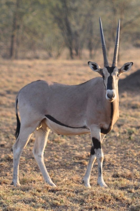 Addis Ababa Private Tour - Bisa oryx, male in Awash national park