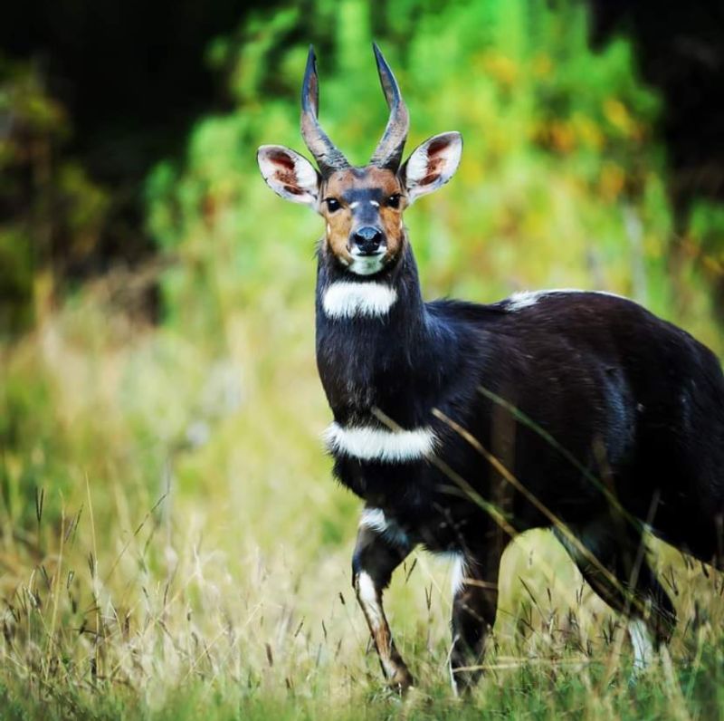 Addis Ababa Private Tour - Menilik's Bush back, male in Bale NP