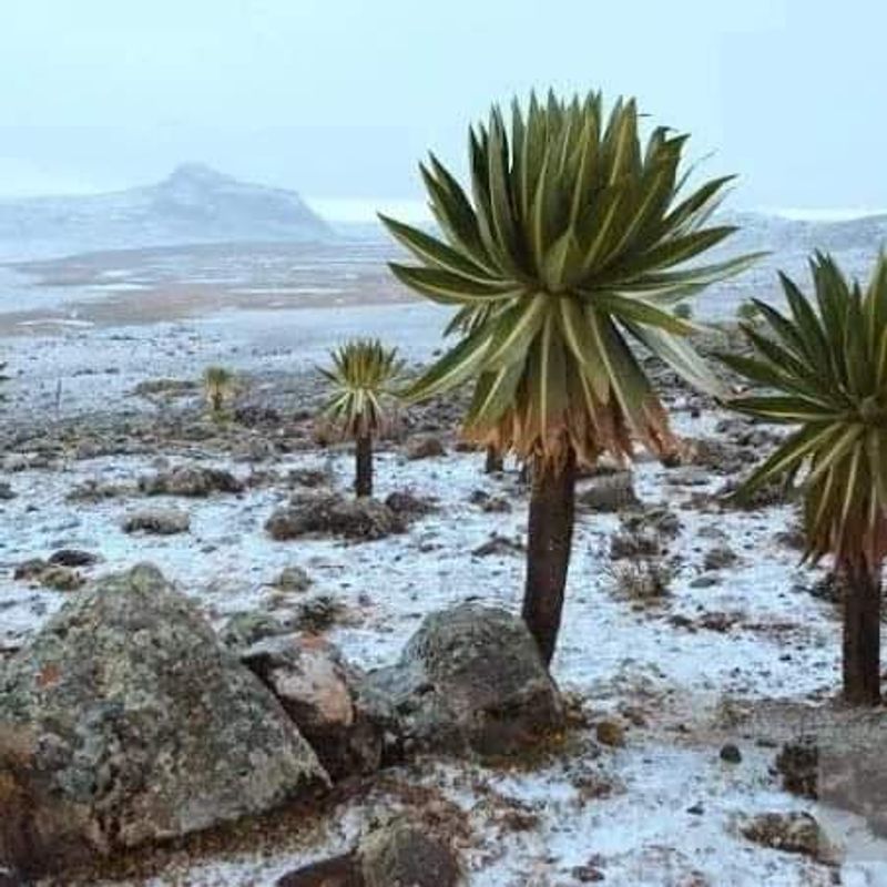 Addis Ababa Private Tour - Jiant Lobella plant on the Sanate plateau