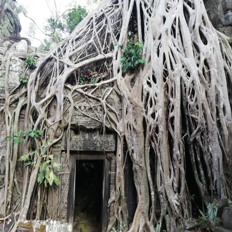 Siem Reap Private Tour - Ta Prohm Temple