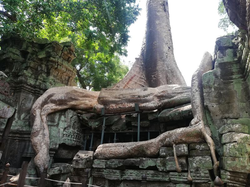 Siem Reap Private Tour - Ta Prohm Temple