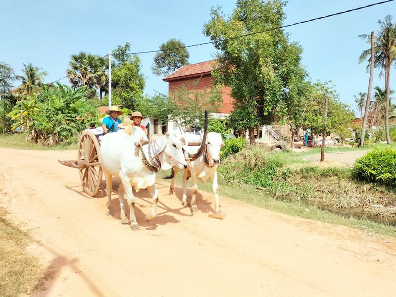 Siem Reap Private Tour - ox cart riding