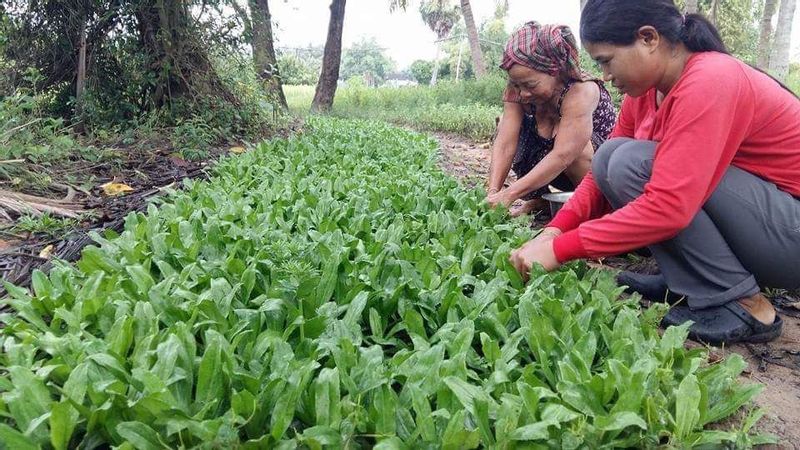 Siem Reap Private Tour - villager daily lives