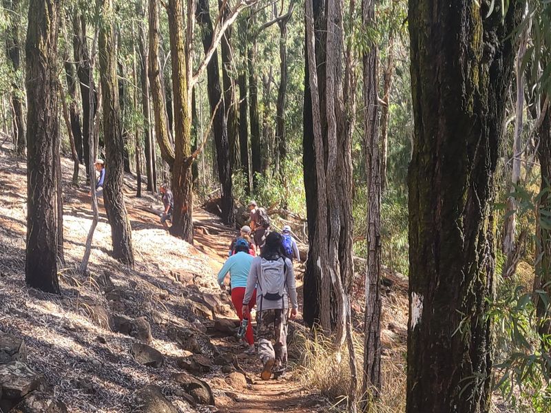 Hawaii (Oahu) Private Tour - Hiking into the eucalyptus forest.