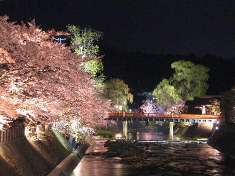 Gifu Private Tour - Night view of Miyagawa lighted up in spring