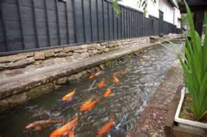 Gifu Private Tour - Hundreds of colored carp in the river are healing you. If you want,you can enjoy feeding them.