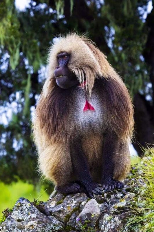 Addis Ababa Private Tour - Male Gelada Baboon In Simen NP/Endemic