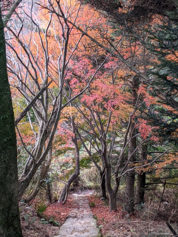 Osaka Private Tour - Beautiful colorful leaves in autumn