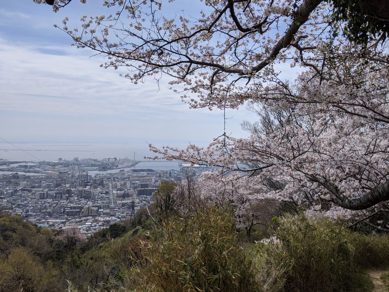 Osaka Private Tour - Cherry blossom tree in spring