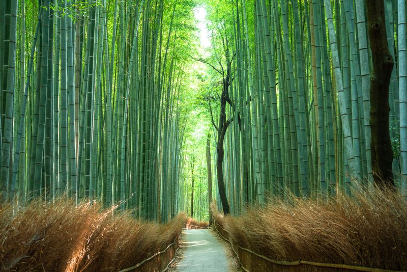 Kyoto Private Tour - The paths that cut through the bamboo groves make for a nice walk. The groves are particularly attractive when there is a light wind and the tall bamboo stalks sway gently back and forth. The bamboo has been used to manufacture various products, such as baskets, cups, boxes and mats at local workshops for centuries.