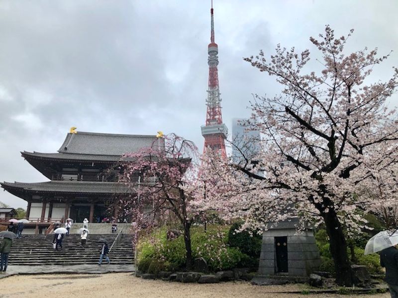 Tokyo Private Tour - Zojoji Temple and Tokyo Tower.
There are cherry trees blooming in the premises.