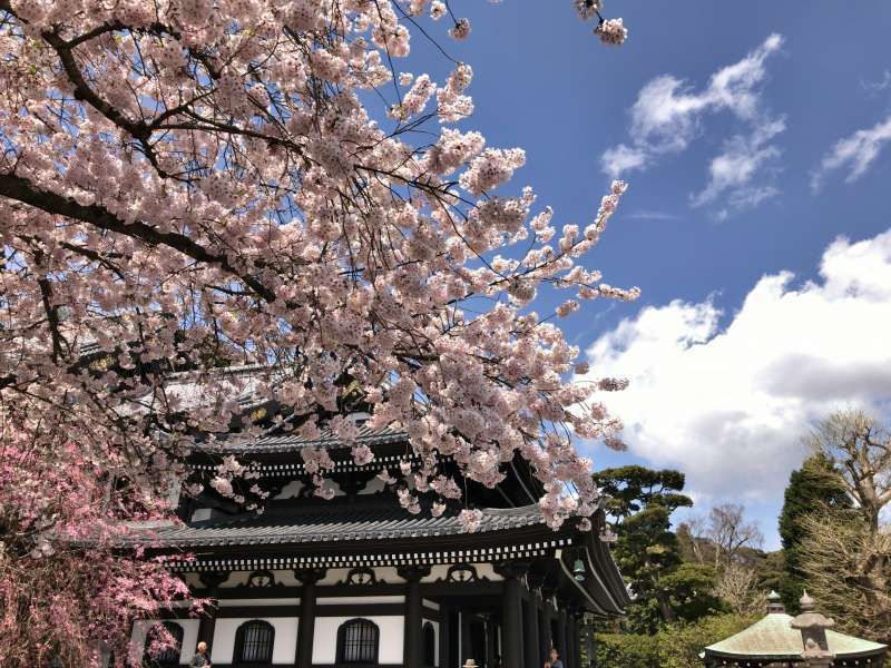 Kamakura Private Tour - Hasedera Temple, featuring the huge statue of Kannon Bodhisattva, in Southwestern Kamakura Area