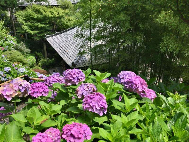 Kamakura Private Tour - Hydrangeas at Hasedera Temple in Southwestern Kamakura Area 