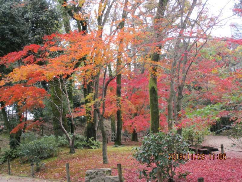 Hiroshima Private Tour - Beautiful Autumn leaves