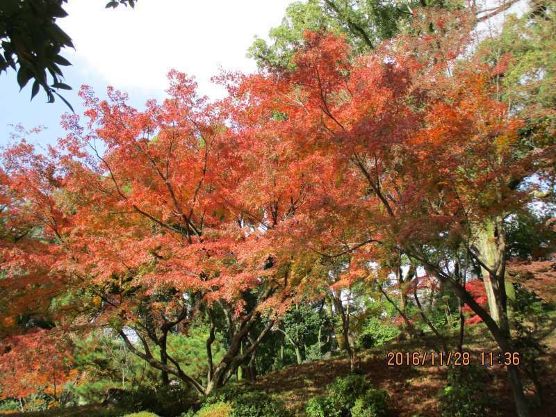 Hiroshima Private Tour - Beautiful Autumn leaves