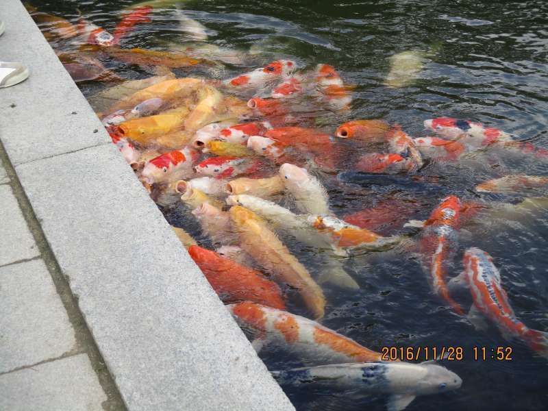 Hiroshima Private Tour - Carp in Takuei Pond