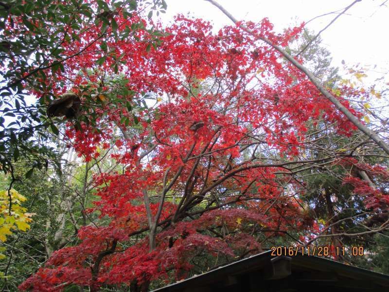 Hiroshima Private Tour - Beautiful Autumn leaves