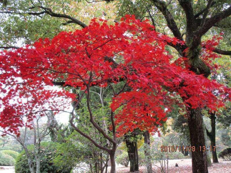 Hiroshima Private Tour - Beautiful Autumn leaves