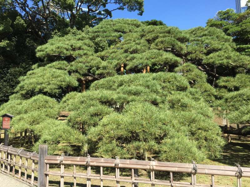 Tokyo Private Tour - In Hamarikyuu Japanese strolling style garden, there is an old tree called 300 year pine tree. 
You can drink powdered green tea if you like.