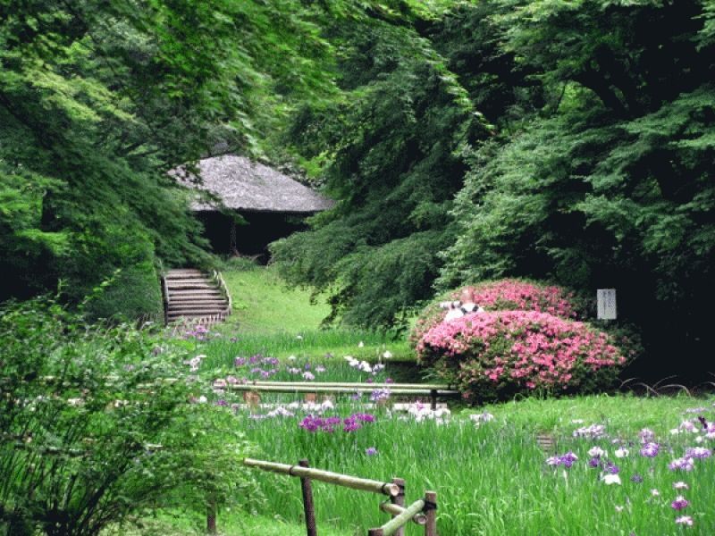Tokyo Private Tour - 8a. Inner Garden of Meiji Shrine (Iris flower garden)
