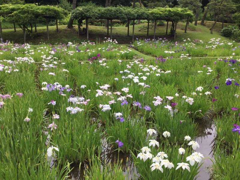 Tokyo Private Tour - 3b. Koishikawa Korakuen Garden (Iris flowers in June)
