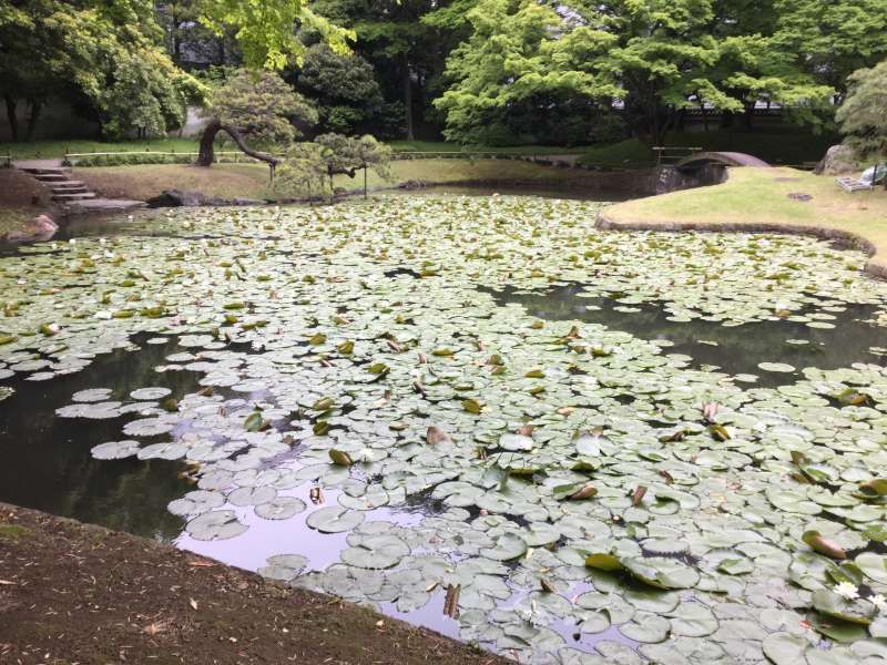 Tokyo Private Tour - 3c. Koishikawa Korakuen Garden (Inner pond)