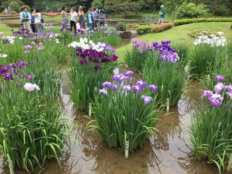 Tokyo Private Tour - 6b.Ninomaru Garden of the Imperial Palace (Iris flowers in June)