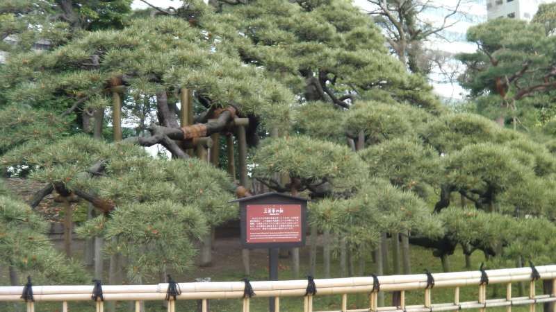 Tokyo Private Tour - 5b. Hamarikyu Garden (The 300 years old pine tree)
