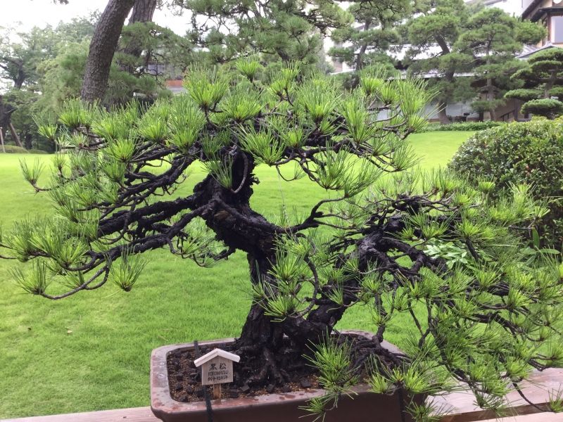 Tokyo Private Tour - 2a. Happo-En's Japanese Garden (Bonsai of 500 years old pine tree)