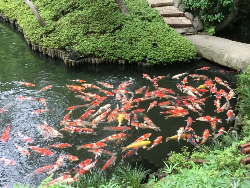 Tokyo Private Tour - 2b. Happo-En's Japanese Garden (Varicolored carps in the pond)