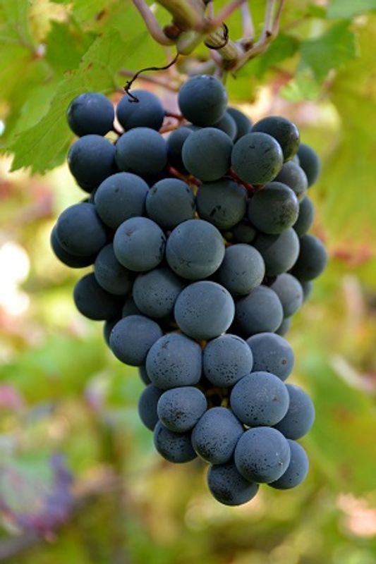 Amalfi Coast Private Tour - One of our red grapes varieties.